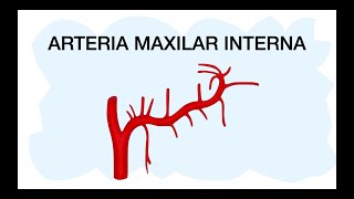 Anatomía Radiológica Arteria Carótida Externa [upl. by Harp]