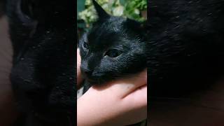 A wreathed cat cutecat beautiful kitten [upl. by Akiehsat]