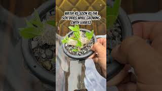 How to grow Pachypodium ✅ [upl. by Gorges77]