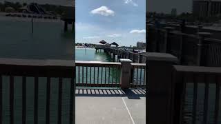 clearwater florida Pier 60 shorts florida fishing [upl. by Bordy556]