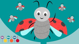 Five Little Ladybugs Song I ItsyBitsyKids [upl. by Hayne]