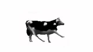 polish cow full song [upl. by Stiles]