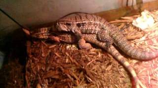 Tegu mating signs [upl. by Kerns]