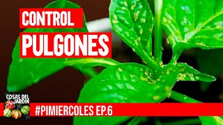 Este es el remedio casero más eficiente contra los pulgones y como aplicarlo PIMIERCOLES Ep 6 [upl. by Yrek892]