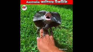 Australian জালিদার টিকটিকি 🦎 Frilled Neck Lizard shorts animal facts [upl. by Arit]