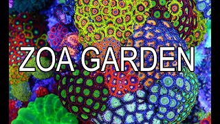 How To Build A Zoanthid Garden [upl. by Leitnahs]