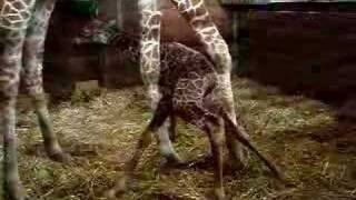 First Steps of Giraffe Baby [upl. by Maryanne538]