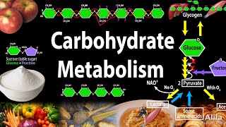 Carbohydrate Structure and Metabolism an Overview Animation [upl. by Sarah583]