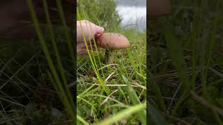 Hladím hřiby ASMR  Petting mushrooms ASMR [upl. by Nama851]