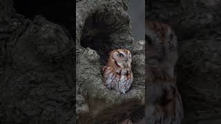 Trill calls a screech owl owl owlphotography wildlife birdphotography wildlifephotography sony [upl. by Pressey687]