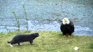 Hilarious Cat vs Eagle thoughts [upl. by Burbank985]