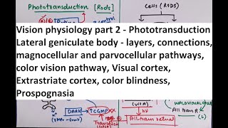 Special Senses  Physiology of Vision part 2 [upl. by Felicidad918]