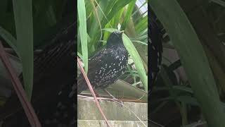 Ex Juvenile Starling At Wakefield Cathedral birds avian nature [upl. by Jarek720]