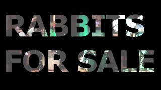 Meet Rabbits For Sale  Indie Rock Band [upl. by Hakim]