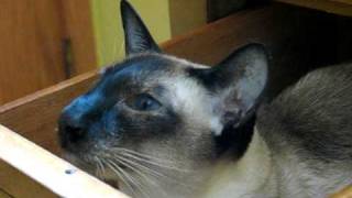 Siamese cat talks while sitting in a drawer [upl. by Schweiker569]