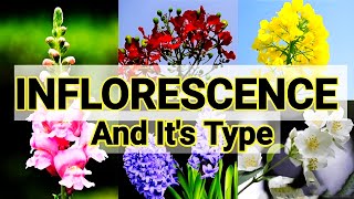 Types of Inflorescence  Racemose Inflorescence  Cymose Inflorescence  biology class 11 [upl. by Macilroy]