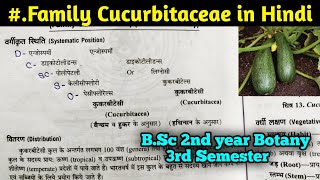 Family Cucurbitaceae in Hindi  BSc Second year Botany third Semester [upl. by Odrude650]