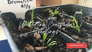 UpPotting Craspedia Seedlings Spring Garden PrepGrowing From Seed Series Zone 8a February 2024 [upl. by Gillan670]