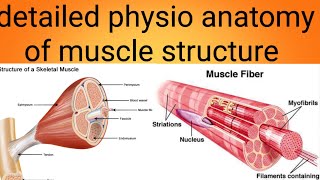 physioanatomy of muscles in detailphysiology lecture 6 [upl. by Cann]