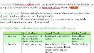 chapter one section three lect 2 anatomy of skeletal muscle and mechanism of muscle contraction [upl. by So]