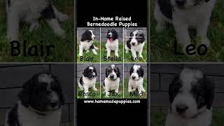 F1b Bernedoodle Puppies httpswwwhomemadepuppiescombreedsbernedoodle puppies bernedoodle [upl. by Ahseekat]