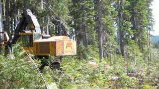 tigrcat feller buncher cutting in alpine country [upl. by Laura]