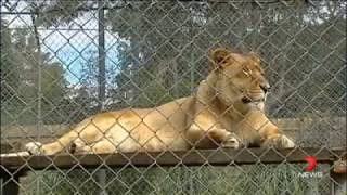 The African Lion Safari Warragamba amp Bullens Animal World Wallacia Australia [upl. by Zwick]