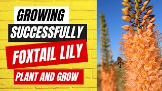 Growing Foxtail Lilies How to Successfully Plant and Grow Foxtail Lilies [upl. by Stillman971]