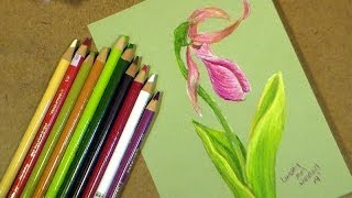 lady slipper in colored pencil tutorial [upl. by Ecnerat]