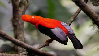 Andean cockoftherock National Bird of Peru [upl. by Dawna224]