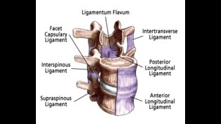 Two Minutes of Anatomy Posterior Longitudinal Ligament [upl. by Nakre]