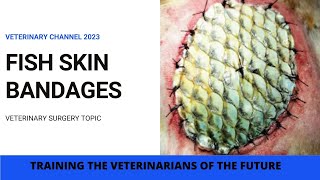 The Use Of Fish Skin For Wound Repair In Dogs [upl. by Magdau]