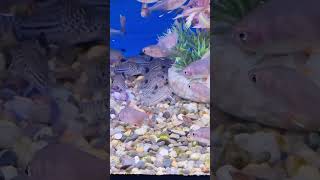 False julii corydoras cory catfish gold tetra fish rosy tetras trending fish viral fishtank [upl. by Enelak]