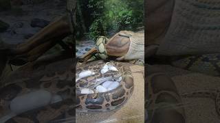 Guindy snake park Museum in Chennai socialthozha snake chennai cobra guindysnakepark [upl. by Nalak963]