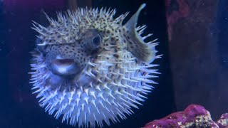 Biggest puffer fish you will ever see puffing up pufferfish fishtanks spotfinburrfish saltwater [upl. by Kcinomod]