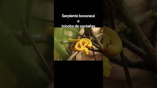 Serpiente bocaracá o toboba de pestañas JairoGonzález3643 oasis taste roblox fatherday [upl. by Ertha]