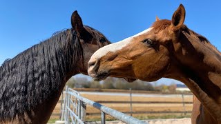 Luki und die Mädchen 😜 horse horses horselove [upl. by Nottage]