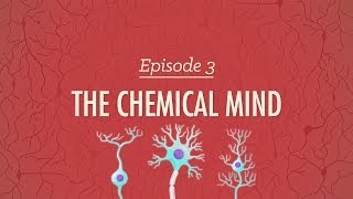 How do Neurotransmitters Work Chemical Activity in the Brain [upl. by Kcirdorb212]