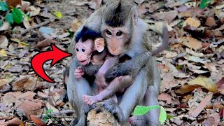 Baby monkey Gloits has been kidnapped she scared lost screaming louder to mum help [upl. by Anela]