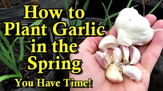 How to Successfully Plant Spring Garlic in February March amp April [upl. by Yhpos]