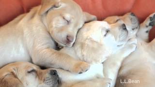 More Sleepy Puppies  LLBean [upl. by Avalsorim]