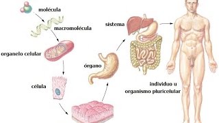 NIVELES DE ORGANIZACIÓN ESTRUCTURAL DEL CUERPO HUMANO [upl. by Ahsenav]