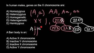 Definition of Homozygous Heterozygous Hemizygous [upl. by Philo89]