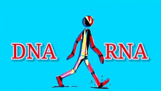 DNA vs RNA  Differentiate between DNA and RNA [upl. by Eissahc]