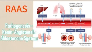 RENINANGIOTENSIN ALDOSTERONE SYSTEM RAAS Pathogenesis [upl. by Eenahpets]