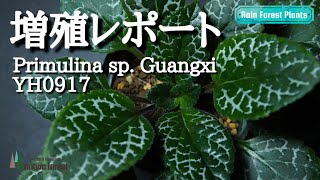 【増殖レポート】Primulina spGuangxi YH0917（イワタバコ科） [upl. by Honorine]