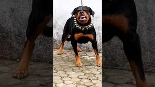 angry dog barking  Dog sound  GTA chop  viral shorts ytshorts dog rottweiler dogsound [upl. by Tavy]