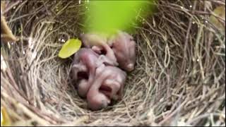 Adorable Newborn Baby Crow  Heartwarming First Momentsquot [upl. by Airemahs773]