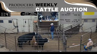 1112024  Producers Livestock Auction Company  Cattle Auction [upl. by Lotson]