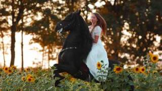 El Caballo FrisonFriesian Horses 네덜란드 호스  オランダの馬  Part 1 [upl. by Corinna]